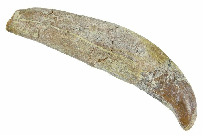 Rooted Fossil Sea Lion (Allodesmus) Tooth - Bakersfield, CA #175182